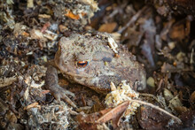 Common Toad Hiding In A Garden In UK