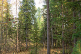 Fototapeta Perspektywa 3d - beautiful,natural trees with colorful leaves,coniferous trees in the forest in autumn