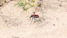 A Beautiful Crimson And White Big Sand Tiger Beetle (Cicindela Formosa) On The Sandy Ground In Eastern Colorado