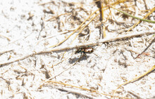 Crimson Saltflat Tiger Beetle (Cicindela Fulgida) Perched On An Alkaline Lake Bed In Colorado