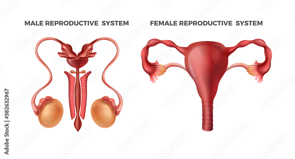 Reproductive Organs In Humans Male and female reproductive. Realistic human body internal organs ...