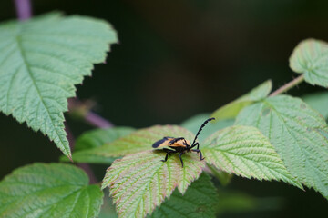 Beetle on leaf