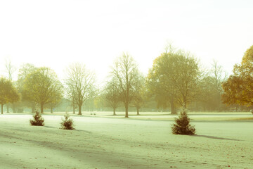 Wall Mural - Frosted grass in a city park. Misty morning. Trees