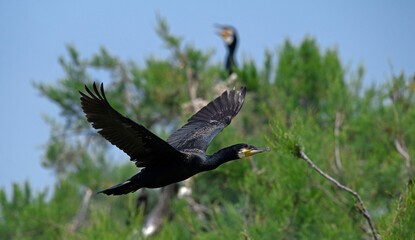 Poster - flying Great cormorant / fliegender Kormoran (Phalacrocorax carbo)