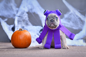 Wall Mural - Cute French Bulldog puppy wearing funny Halloween octopus dog costume in front of traditional background with spiderwebs and pumpkin