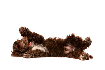 Wall Mural - Chocolate Cockapoo puppy dog