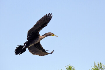 Poster - fliegender Kormoran (Phalacrocorax carbo) - flying Great cormorant