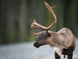 Wall Mural - mountain caribou