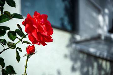 Detail view on two red roses