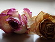dwie ususzone główki róż, kremowo-różowa i herbaciana, w dużym zbliżeniu na jednolitym tle