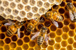 Macro closeup of wild Apis Mellifera Carnica or Western Honey Bees with typical architectural structure making out the honeycomb pattern