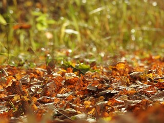 Wall Mural - Beautiful landscape of autumn leaves in nature close up