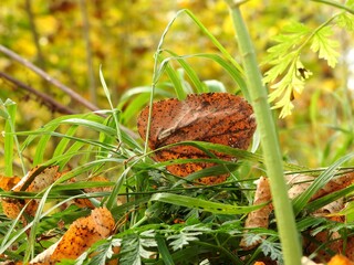 Wall Mural - Beautiful landscape of autumn leaves in nature close up