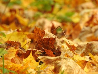 Wall Mural - Beautiful landscape of autumn leaves in nature close up