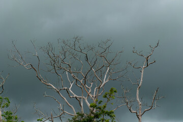 The branches of the dead tree the sky is dark.