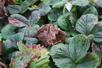 Strawberry leaves with red spots. Primary signs of fungal disease.
Diseases of the leaves of strawberries. Plant growing