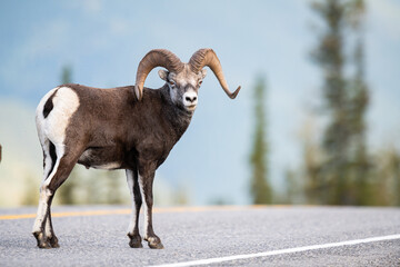 stone sheep in the wild