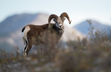 stone sheep in the wild