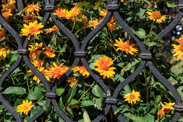 Wall Mural - flowers in the garden