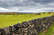 cows on the field with grey heavy clouds in the sky and stone fence on foreground