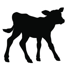 Hand Drawn Vector Silhouette Of Standing Calf Isolated On White Background. Black And White  Stock Illustration Of Baby Cow.