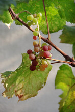 Close-up View Of Small Grapes Just Ripening On The Vine Plant