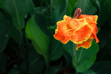 Wall Mural - Beautiful Canna Lily flower in the park