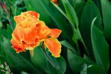 Wall Mural - Beautiful Canna Lily flower in the park