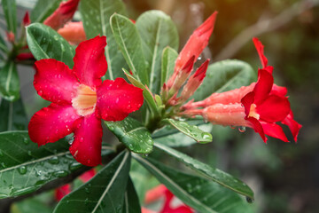 Wall Mural - Red Azalea flowers Blooming with water droplets on the petals after the rain