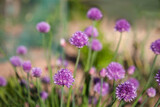 Fototapeta Kwiaty - Pretty Chive Flowers Growing in a English Herb Garden
