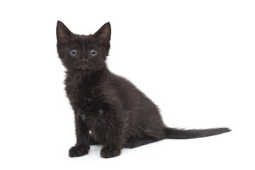  Small black kitten
