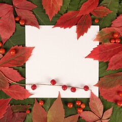 Wall Mural - Trendy seasonal autumn fall colorful red leaves and berries text frame background
