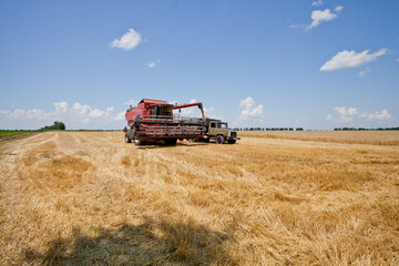 Harvesting grain with a combine harvester on a sunny day