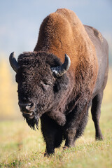 Wall Mural - Bison in the fall