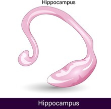 Structure Of The Hippocampus. Anatomy Of The Hippocampus Of The Brain.