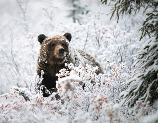 Wall Mural - grizzly bear in the snow
