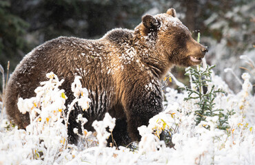 Wall Mural - grizzly bear in the snow