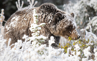 Wall Mural - grizzly bear in the snow