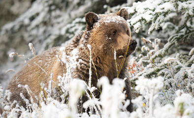 Wall Mural - Grizzly bear in the snow