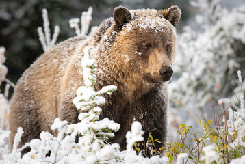 Wall Mural - Grizzly bear in the snow