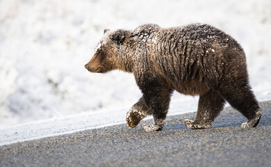 Wall Mural - Grizzly bear in the snow