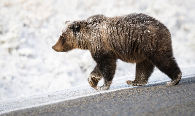 Wall Mural - grizzly bear in the snow