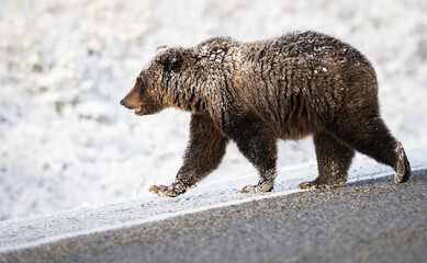 Wall Mural - grizzly bear in the snow