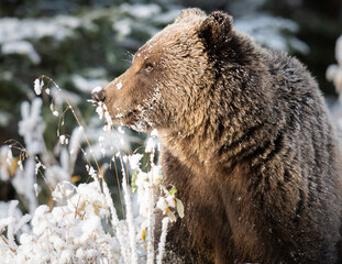 Wall Mural - grizzly bear in the snow