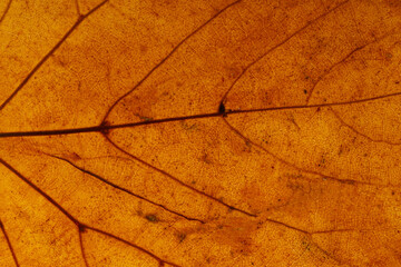 Aufkleber - old yellow leaf. background for design