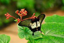 
Wild Colorful Exotic Butterfly On Green Leaf And Blurred Background In The Jungle