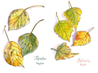  set of autumn leaves, watercolor on a white background, poplar and birch inscriptions in english and latin