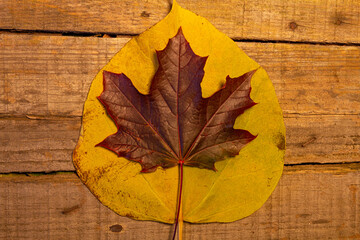 Beautiful maple leaf on a yellow leaf on authentic wooden background, border design. vintage color tone - concept of autumn leaves in fall season background