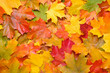 © Maria - Colorful autumn maple leaves background
