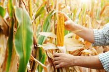 Peeled Dry Maize Corn Cobs On Corn Stalks In Farmer's Hand
